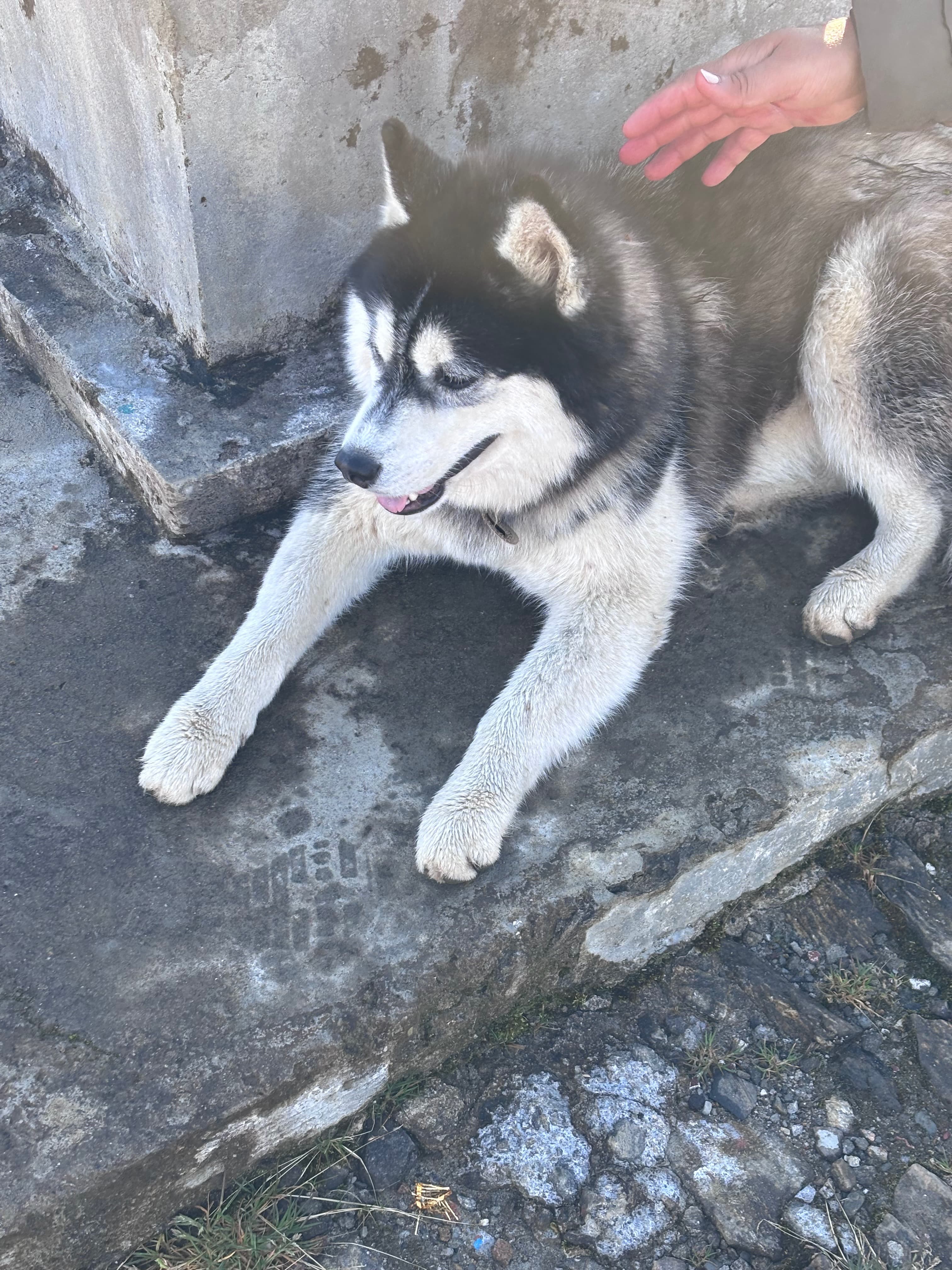Dog_at_Pathivara_Temple.jpeg